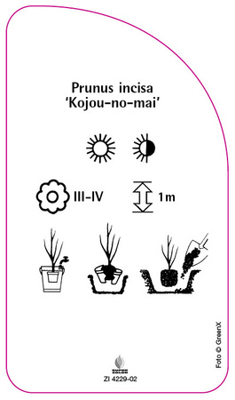 Prunus incisa 'Kojou-no-mai'