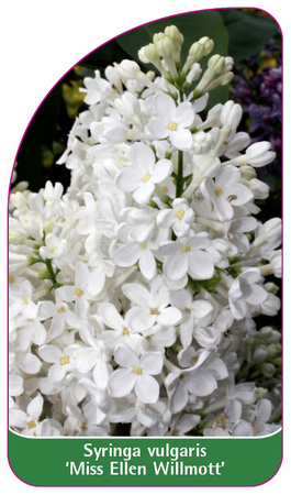 Syringa vulgaris 'Miss Ellen Wilmott'