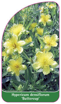 Hypericum densiflorum 'Buttercup'