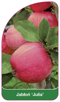 Jabłoń 'Julia'