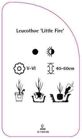 Leucothoe 'Little Fire'