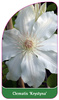 Clematis 'Krystyna'