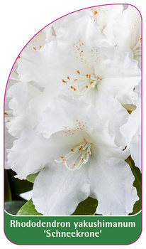 Rhododendron yakushimanum 'Schneekrone'
