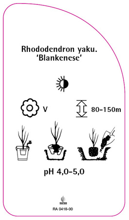 Rhododendron yakushimanum 'Blankenese'