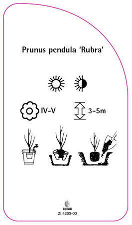 Prunus pendula 'Rubra'