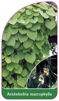 Aristolochia macrophylla