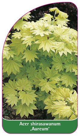 Acer shirasawanum 'Aureum'