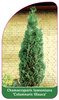 Chamaecyparis Iawsoniana 'Columnaris Glauca'