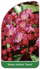 Kalmia latifolia 'Sarah'