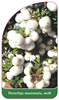 Pernettya mucronata, weiß