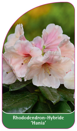 Rhododendron-Hybride 'Hania'