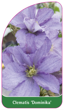 Clematis 'Dominika'