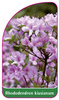 Rhododendron kiusianum