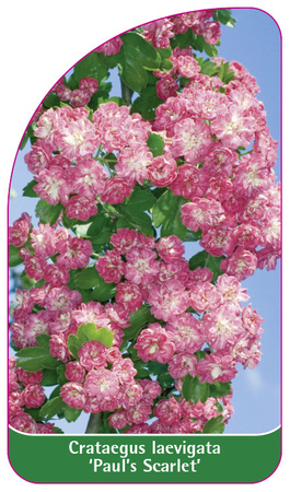 Crataegus laevigata 'Paul's Scarlet'