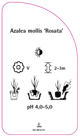 Azalea mollis 'Rosata'