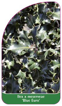 Ilex x meserveae 'Blue Euro'