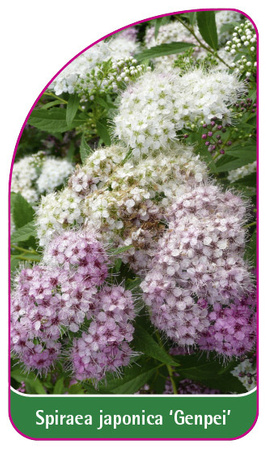 Spiraea japonica 'Genpei'