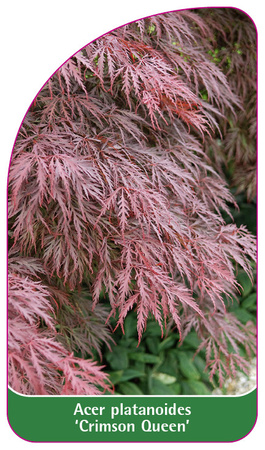 Acer platanoides 'Crimson Queen'