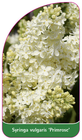 Syringa vulgaris 'Primrose'