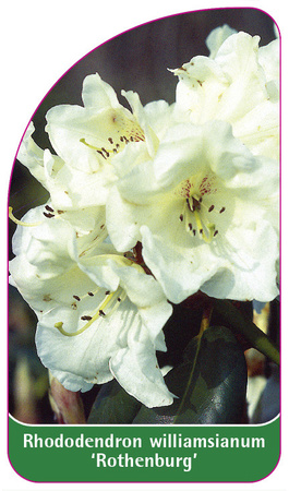 Rhododendron williamsianum 'Rothenburg'