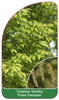 Carpinus betulus 'Frans Fontaine'