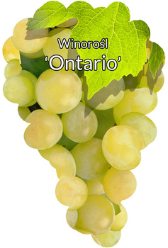 Viță de vie Ontario