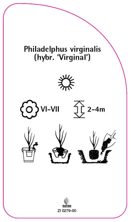 Philadelphus virginalis (hybr. 'Virginal')