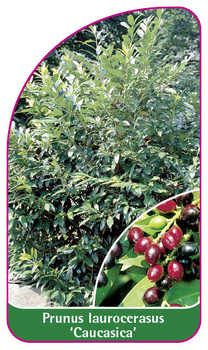 Prunus laurocerasus 'Caucasica'