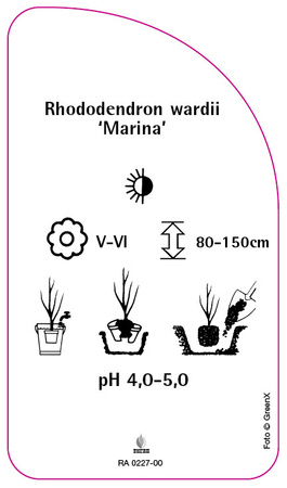 Rhododendron wardii 'Marina'