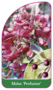 Malus 'Profusion'