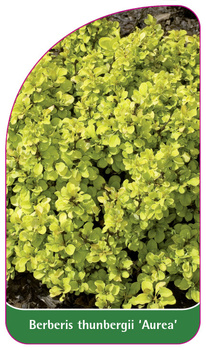 Berberis thunbergii 'Aurea'