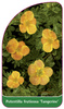 Potentilla fruticosa 'Tangerine'