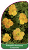 Potentilla fruticosa 'Tangerine'