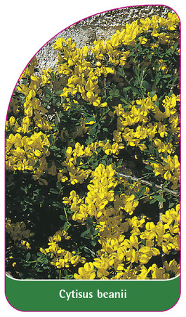 Cytisus beanii