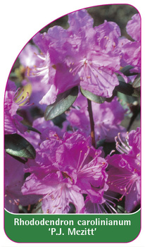 Rhododendron carolinianum 'P.J. Mezitt'