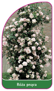 Róza pnąca Nr. 326