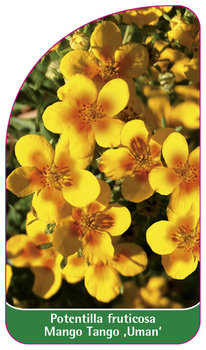 Potentilla fruticosa Mango Tango ,Uman'
