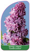 Syringa vulgaris 'Leonid Leonov'