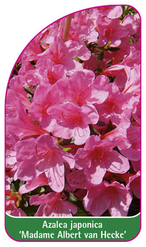 Azalea japonica 'Madame Albert van Hecke'