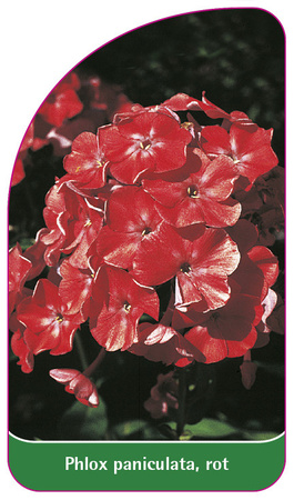 Phlox paniculata, rot