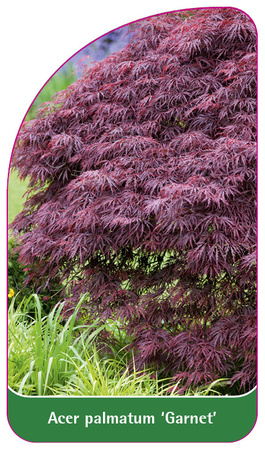 Acer palmatum 'Garnet'