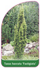 Taxus baccata 'Fastigiata'