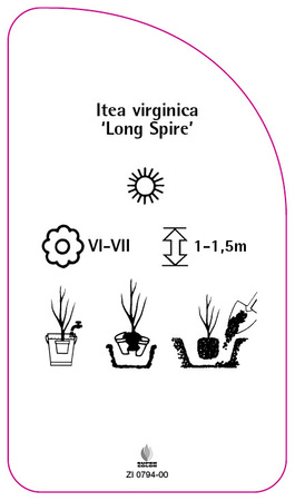 Itea virginica 'Long Spire',