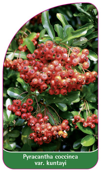 Pyracantha coccinea var. kuntayi