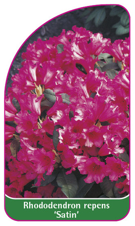 Rhododendron repens 'Satin'