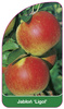 Jabłoń 'Ligol'