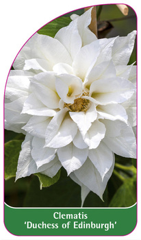 Clematis 'Duchess of Edinburgh'