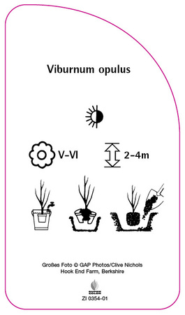 Viburnum opulus