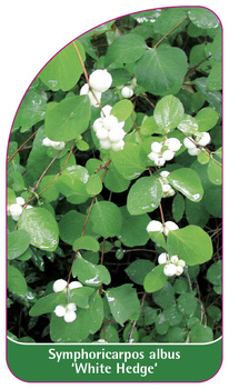 Symphoricarpos albus "Gard viu alb