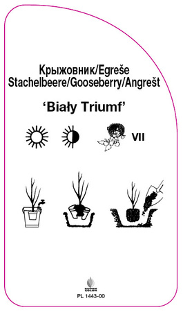 Stachelbeeren 'White Triumph'